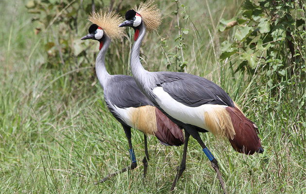 How the Grey Crowned Crane Almost Vanished