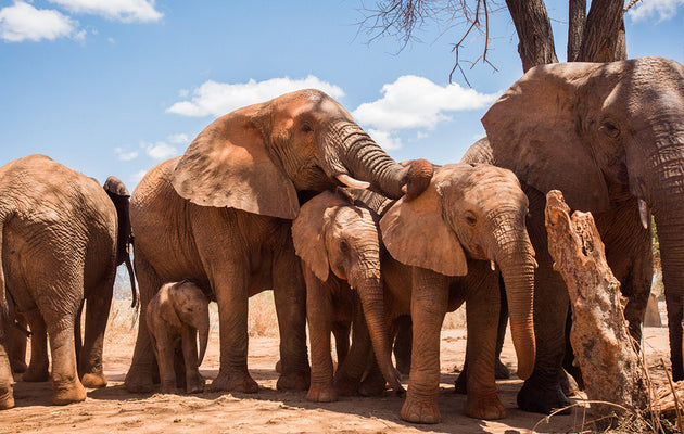 A Day in the Life of Orphan Elephants