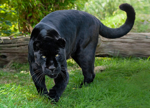 Protecting the Mysterious Black Jaguar