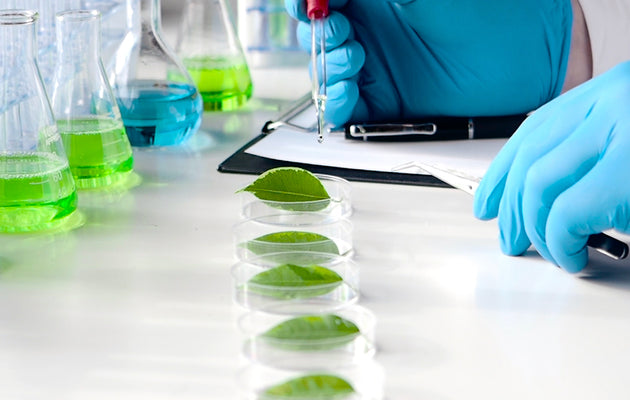 Formula Focus: Marta Explains Plant Stem Cells