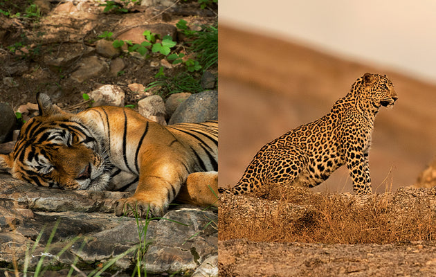 The Challenge of Saving India’s Big Cats