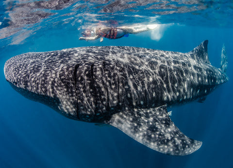 Saving the Ocean’s Gentle Giants