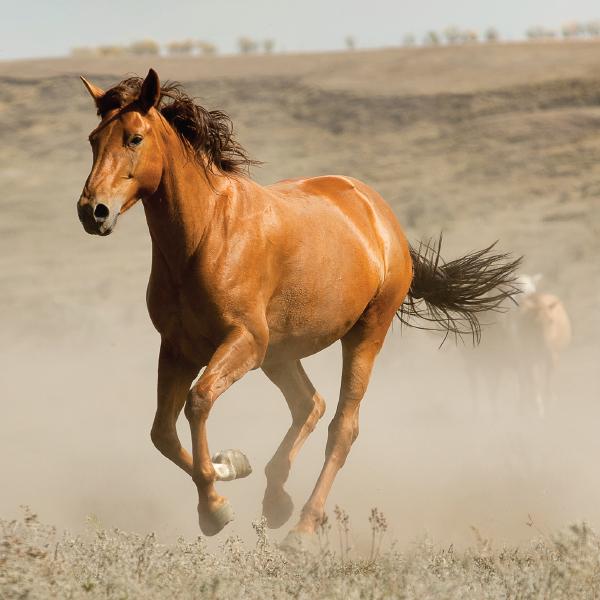 Horse Joy