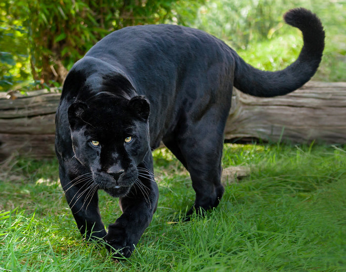 Protecting the Mysterious Black Jaguar